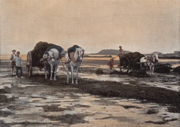 The Seaweed Harvest